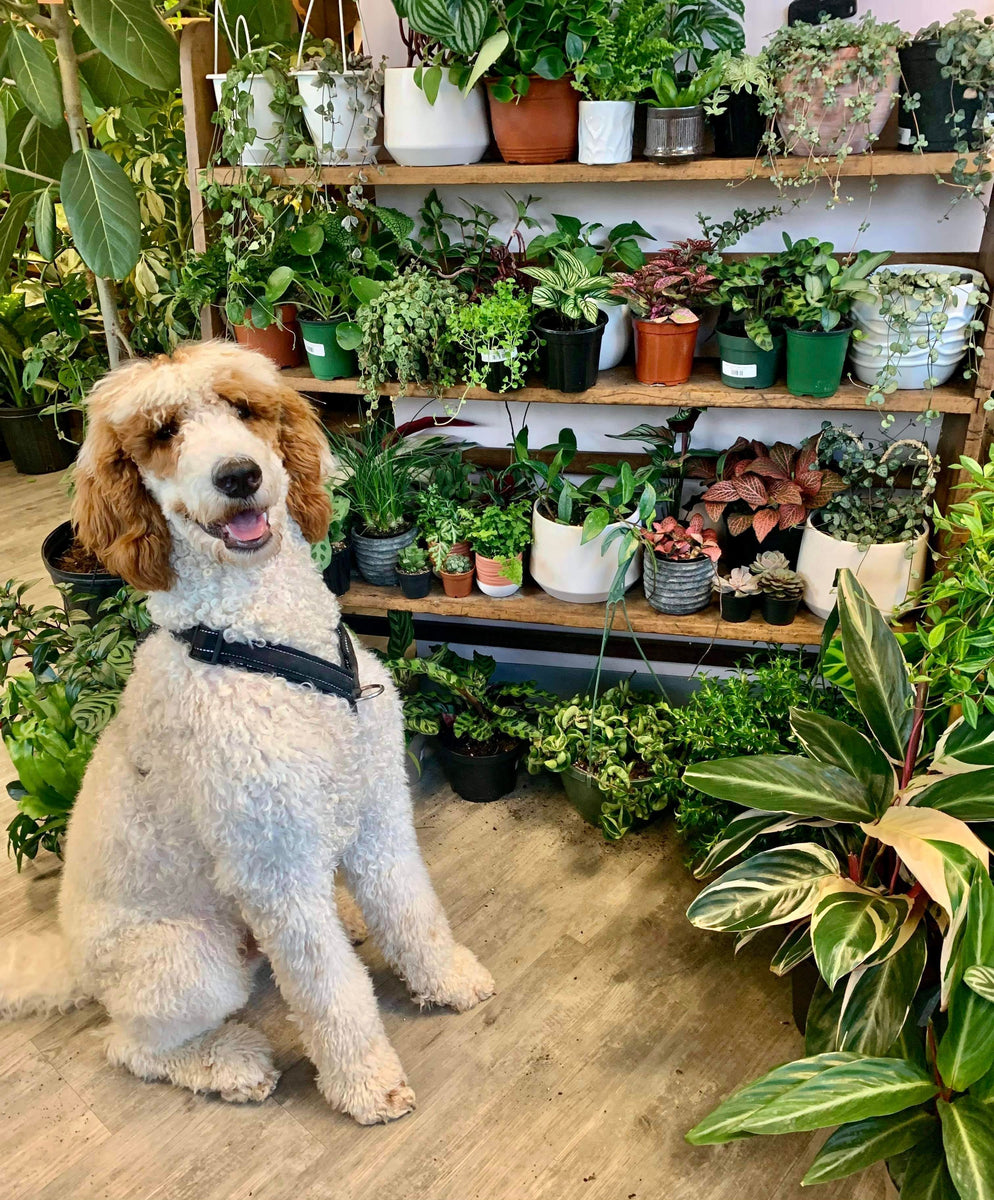 What climbing plants are safe sales for dogs