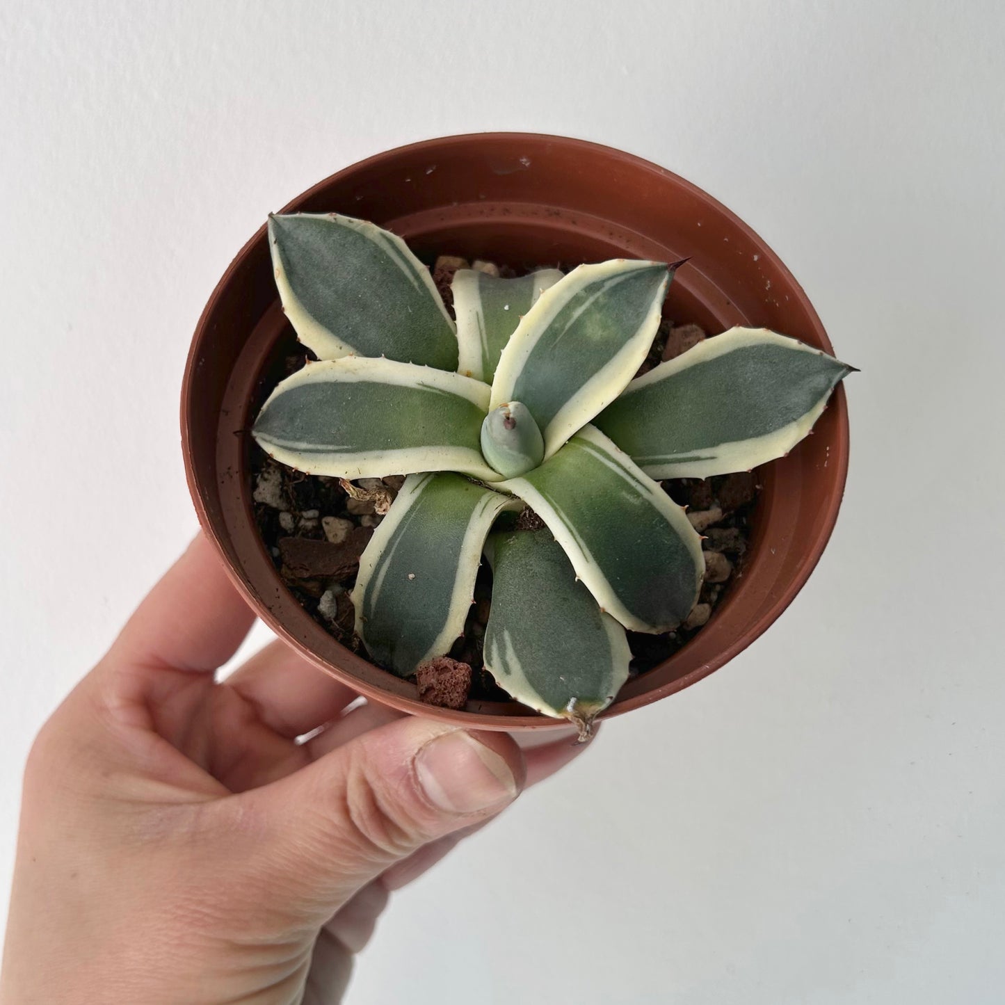 Agave applanata 'Cream Spike' 3.5”’pot