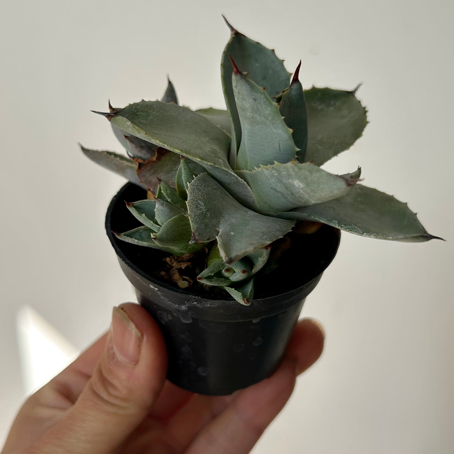 Agave parryi 2.5” pot