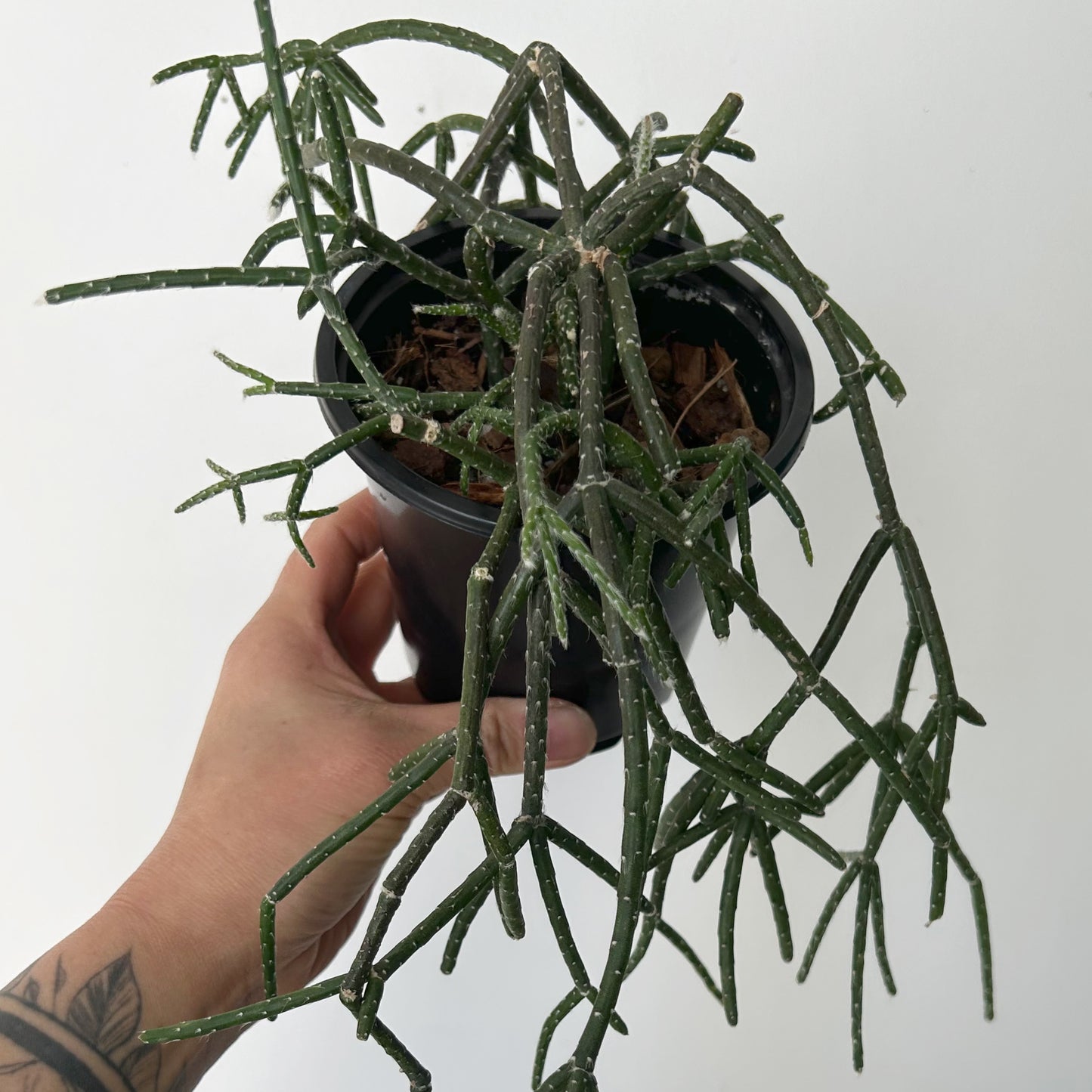 Hairy-Stemmed Rhipsalis (pilocarpa) 4”pot