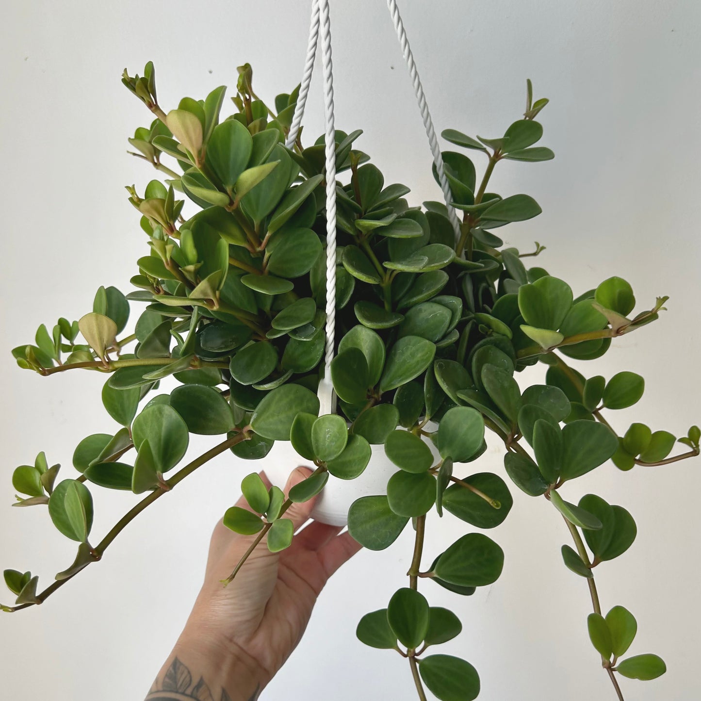 Peperomia "Hope" 8”hanging basket