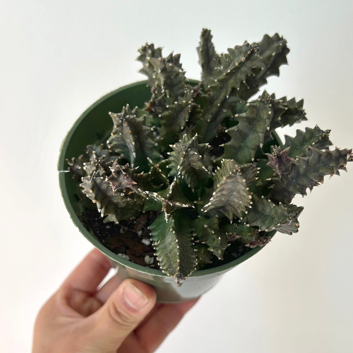 Huernia 4”pot