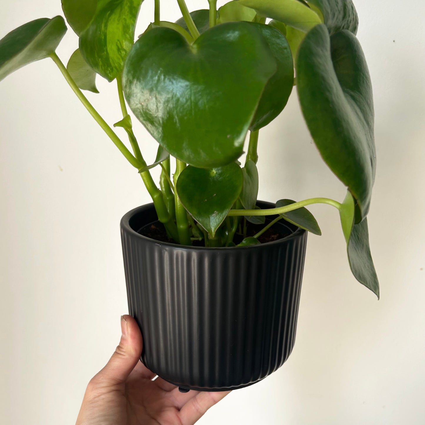 LUNA MATTE Vertical Stripe Decorative Pot 5”x4.75” (available in two colours)