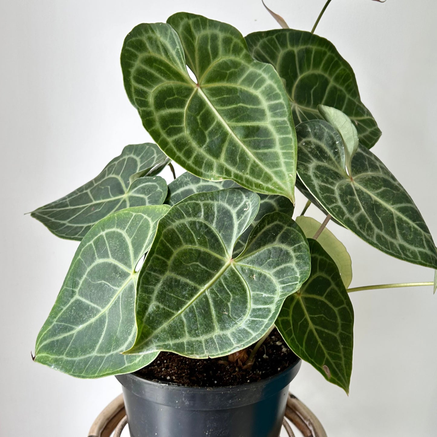Anthurium clarinervium approximately 2ft tall in 10” pot