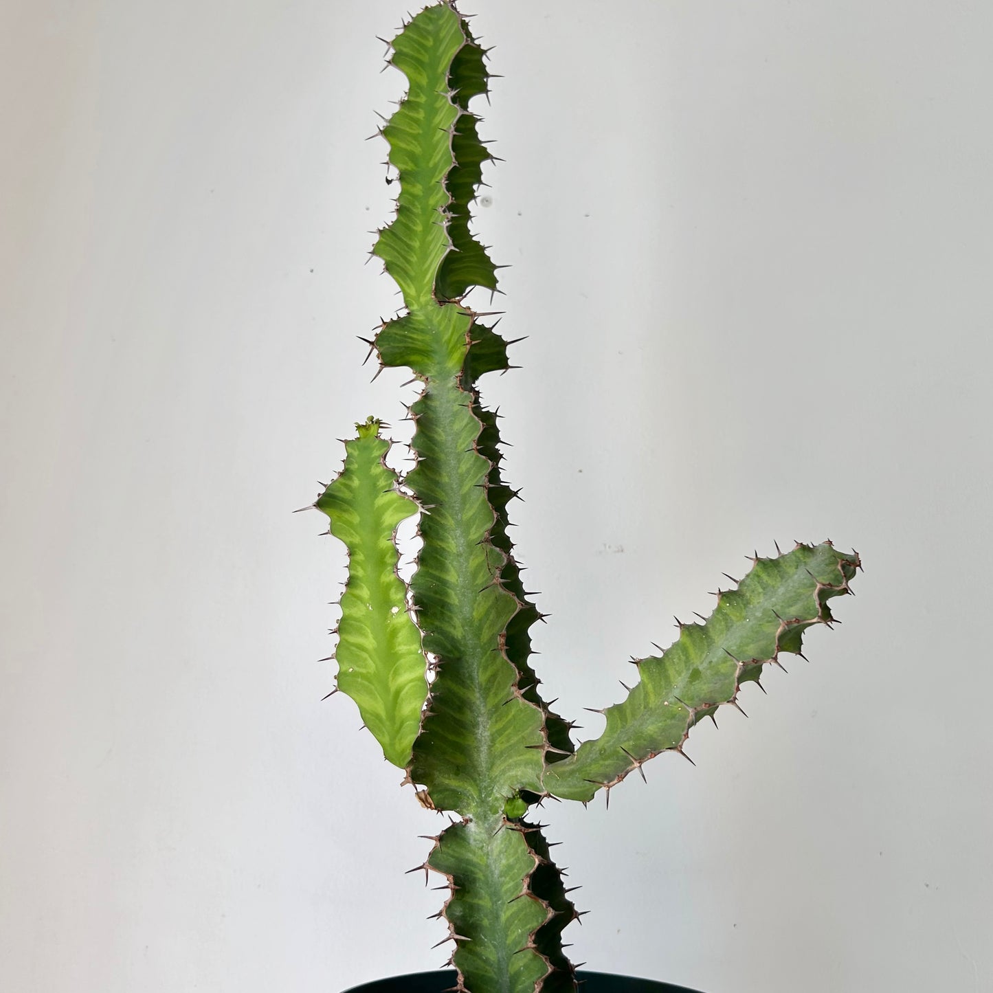 Zig Zag Cactus (Euphorbia pseudocactus) approximately 2.5 ft tall in 8” pot