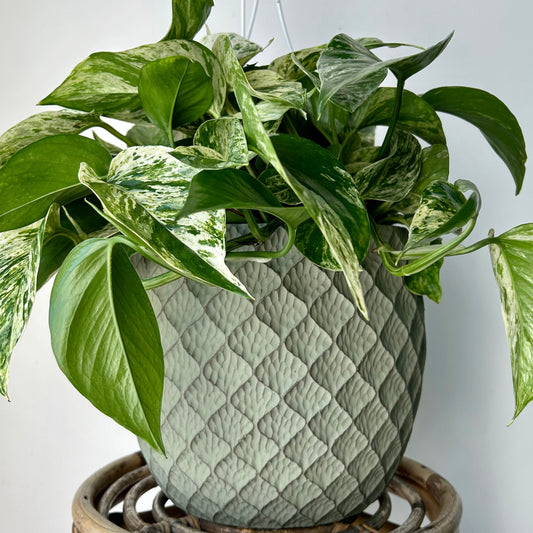 MARIPOSA Large Decorative Pot 9”x9”