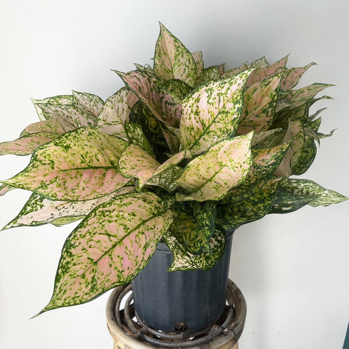 Aglaonema ‘Etta Rose’ 10” pot