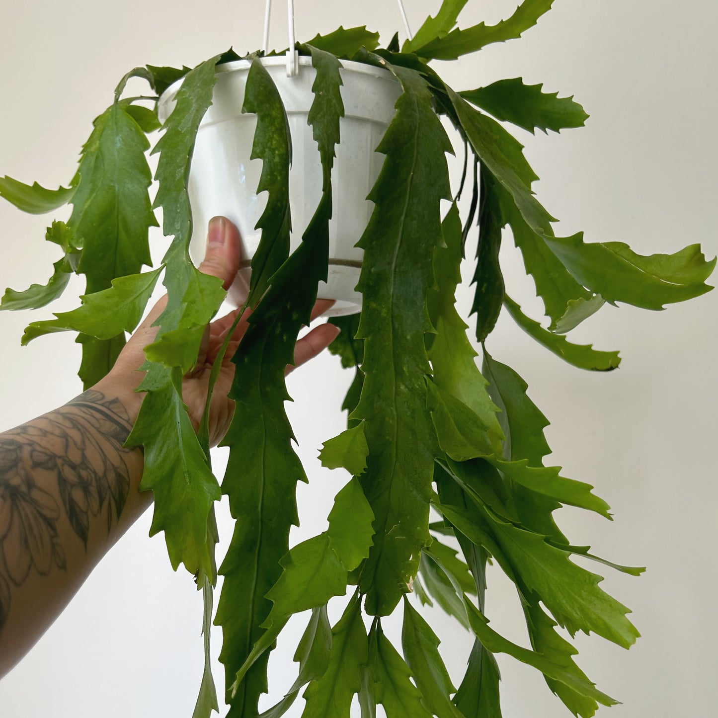 Snowdrop Cactus (Lepismium houlletianum) 6" hanging basket