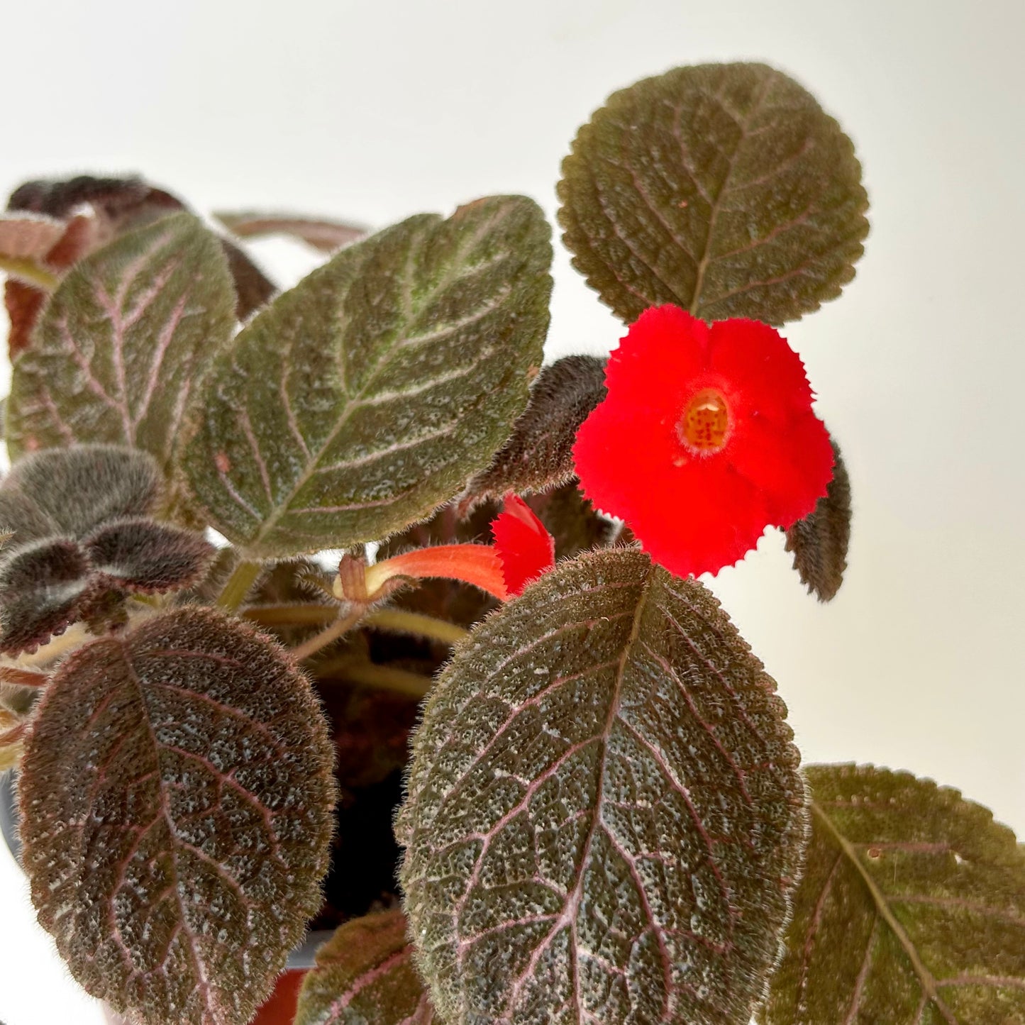 Episcia 4”pot