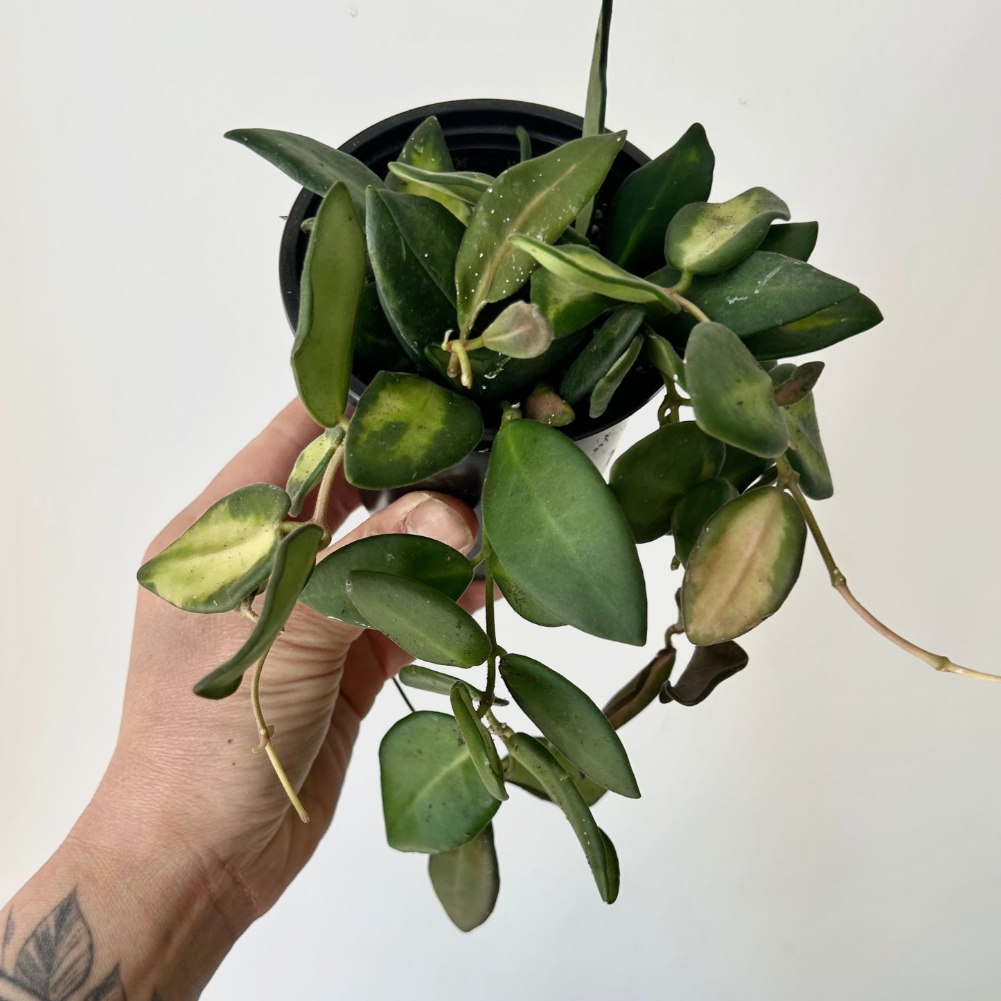 Hoya sp. aff. burtoniae variegated 3.5”pot