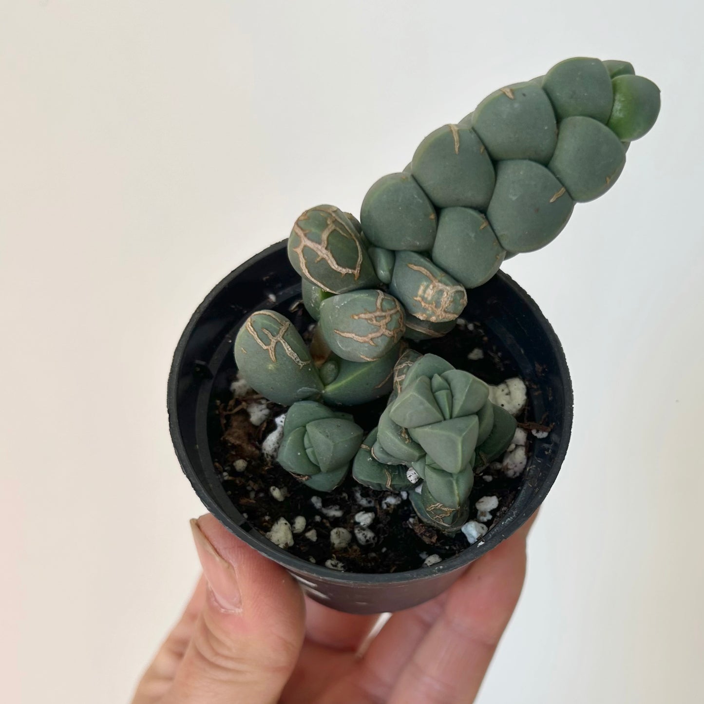 Ice Plant (Corpuscularia Lehmannii) 2.5” pot