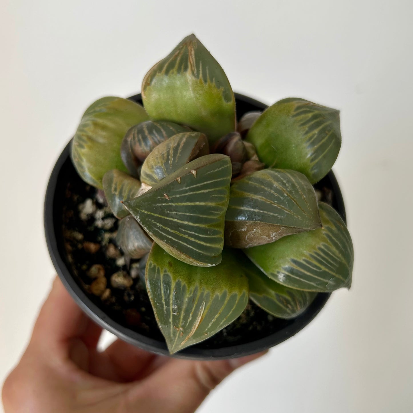 Haworthia xishan 3.5” pot
