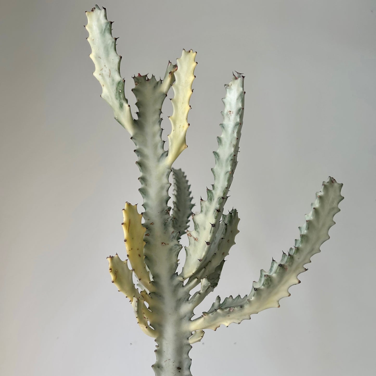 Euphorbia Lactea 'White Ghost' 4”pot approximately 22 inches tall
