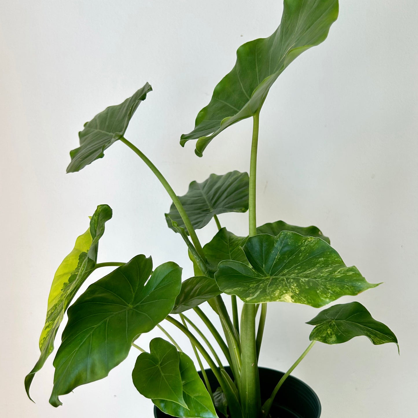 Alocasia odora aurea variegata 6”pot