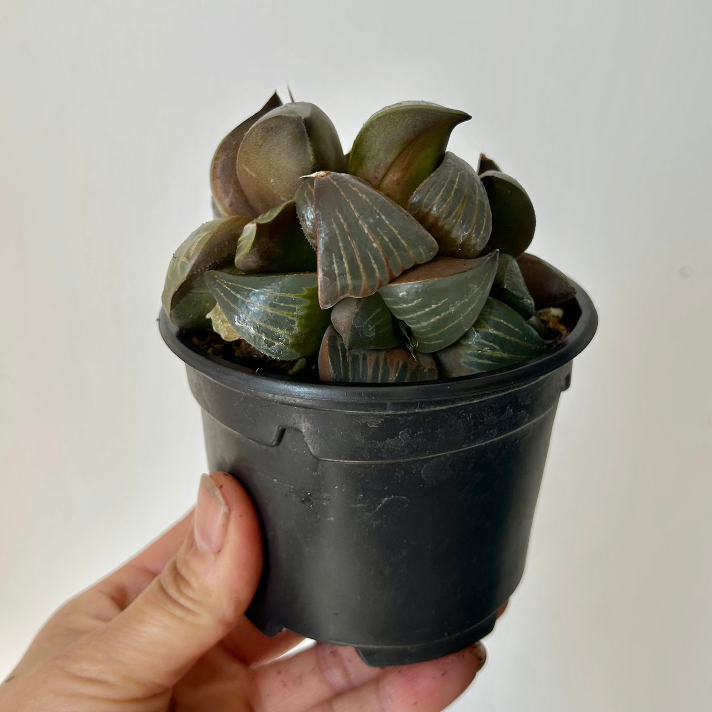 Haworthia xishan 3.5” pot