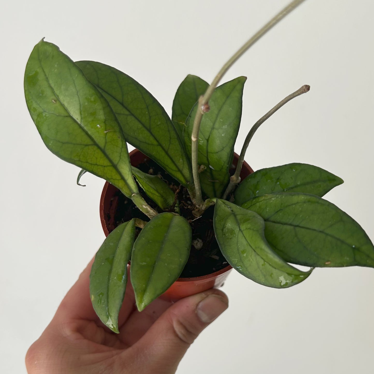 Hoya Crassipetiolata 2.75” pot