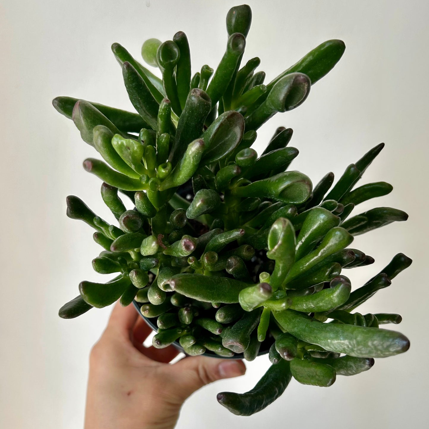 Hobbit Jade (Crassula) 5”pot