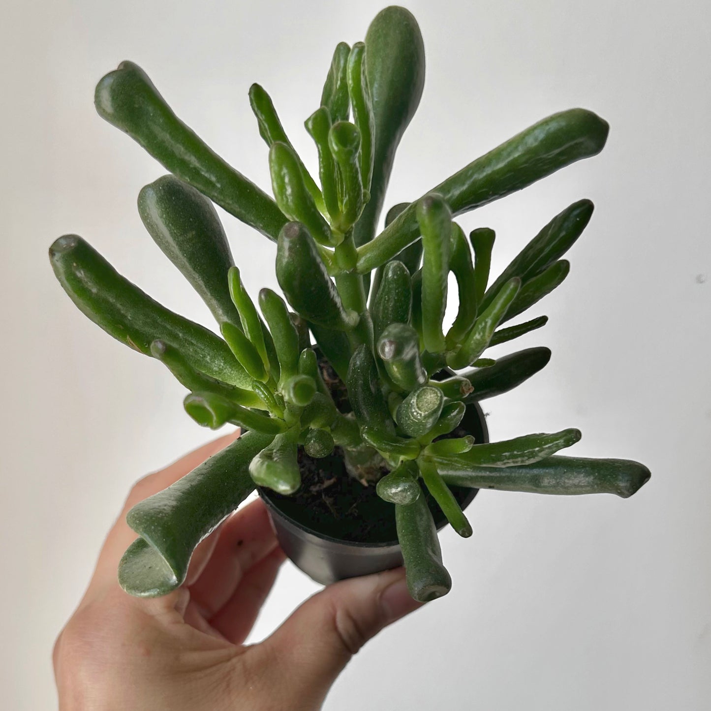 Crassula ovata ‘Hobbit Jade’ 3.5” pot