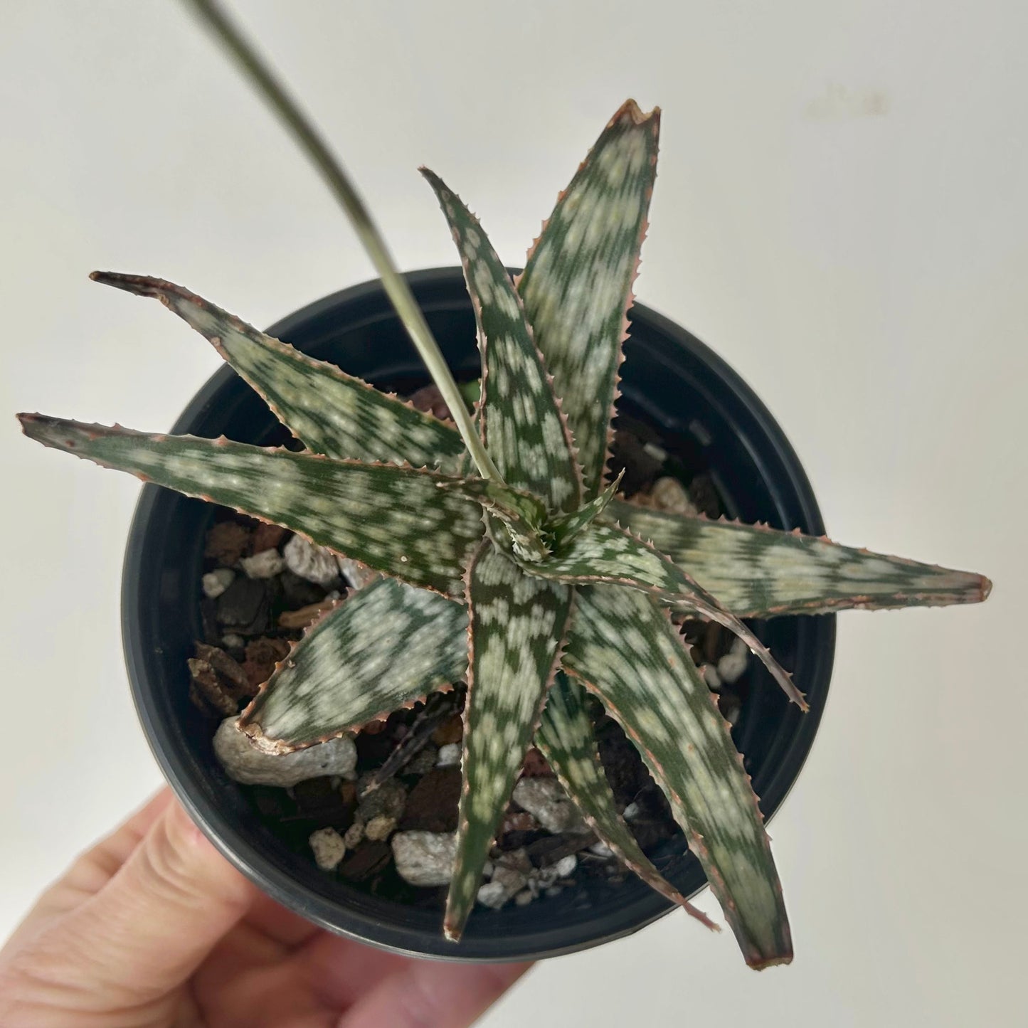 Aloe “Snowflake” 3.5” pot