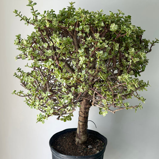 Elephant Bush Succulent Bonsai Form (Portulacaria Afra) approximately 3ft tall in 10”pot