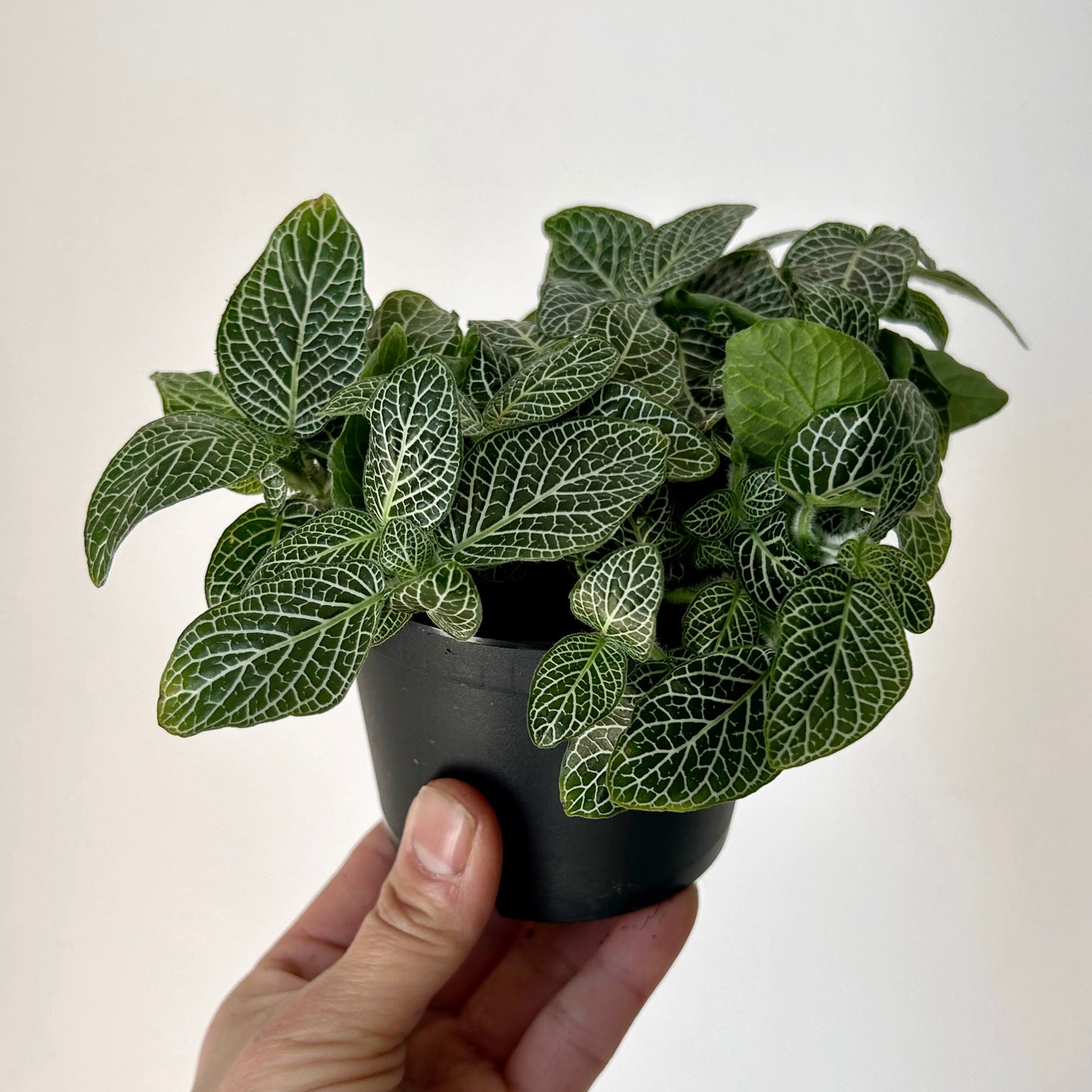 Nerve Plant (Fittonia) 3.5”pot
