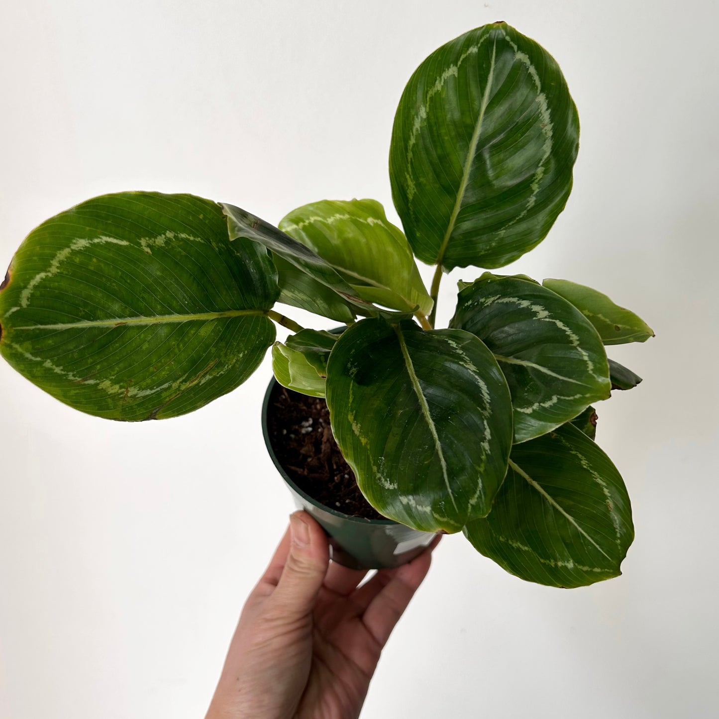 Calathea “Green Beauty” 4”pot