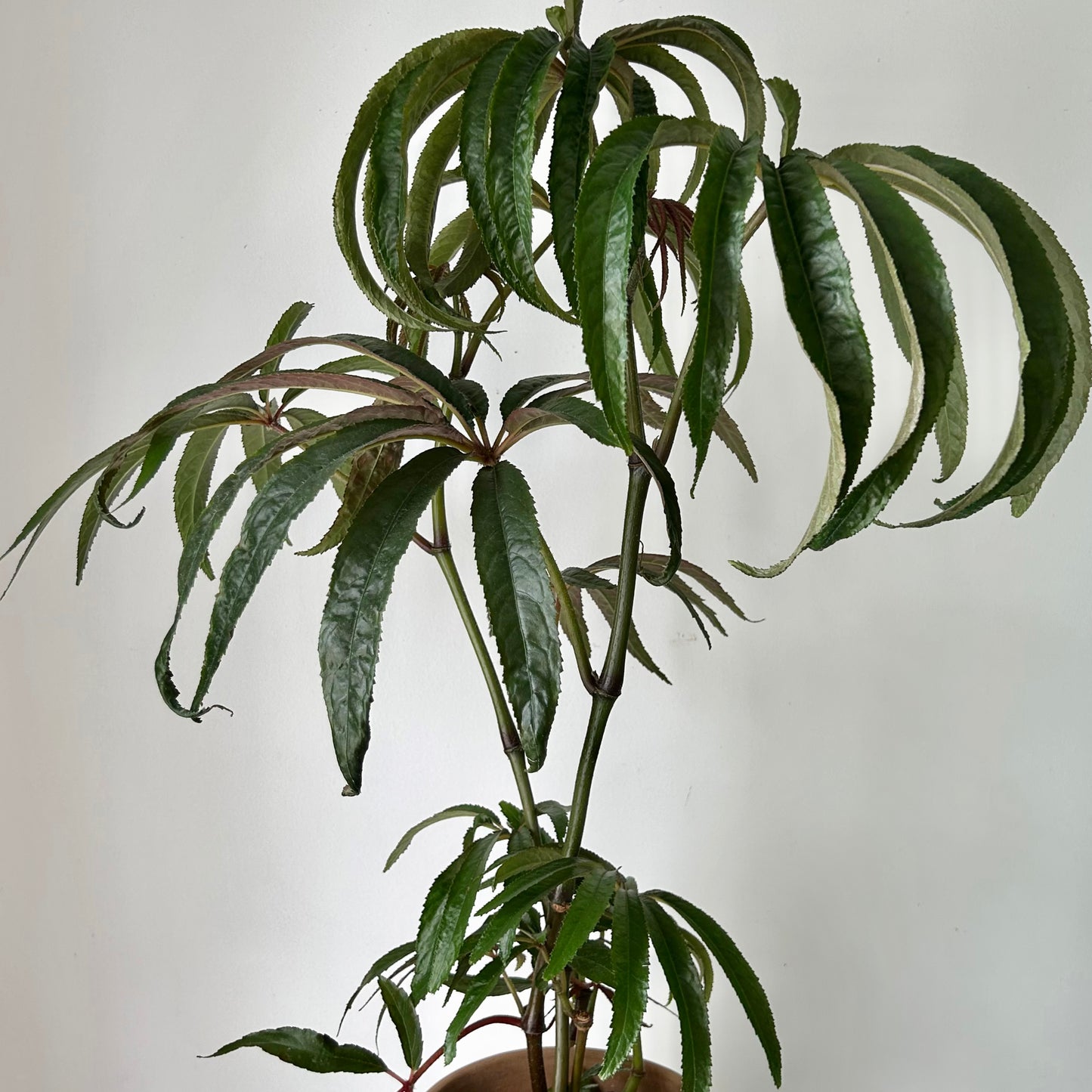 Palm Leaf Begonia (Luxurians) approximately 2 ft tall in 6”pot