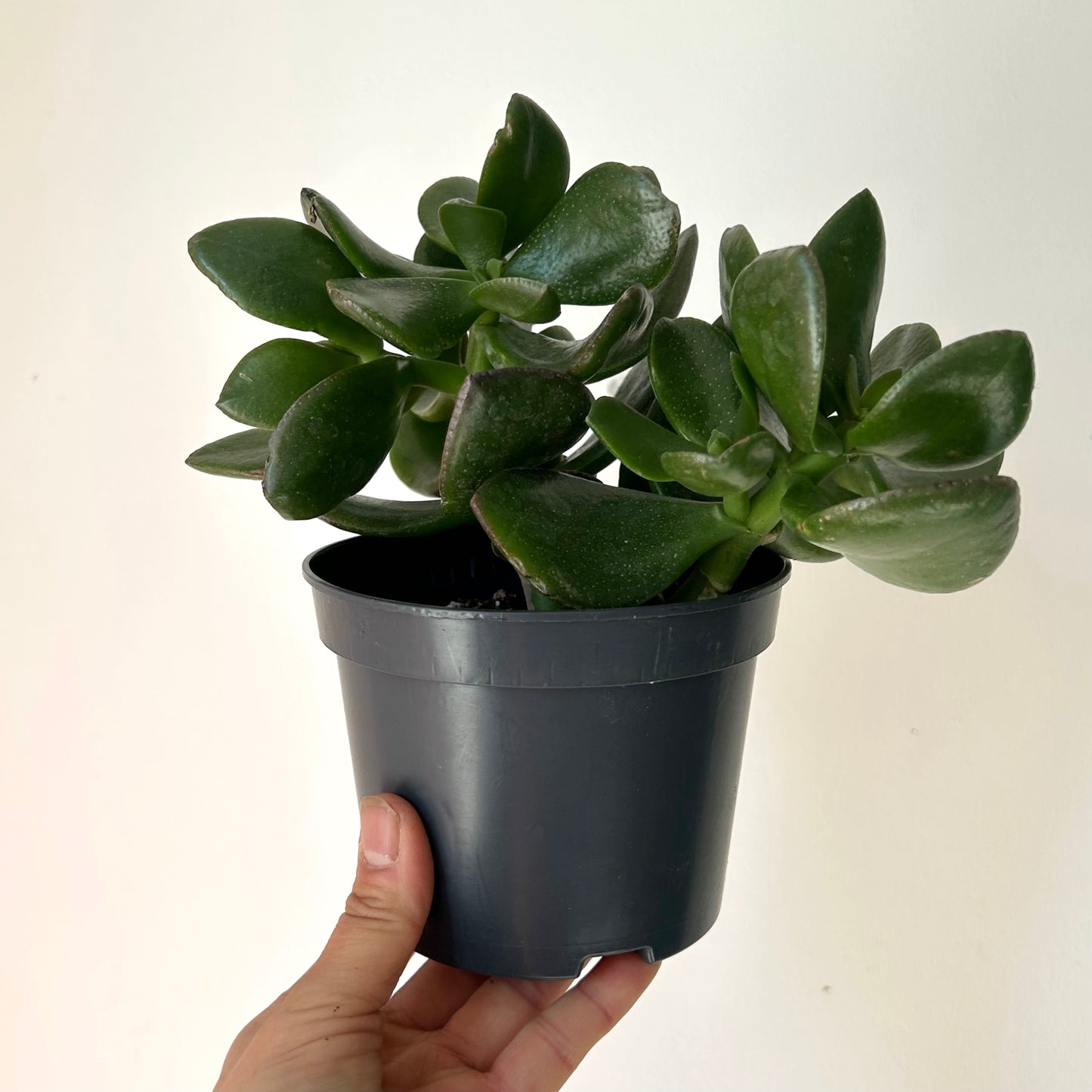 Jade Succulent (Crassula ovata) 5”pot