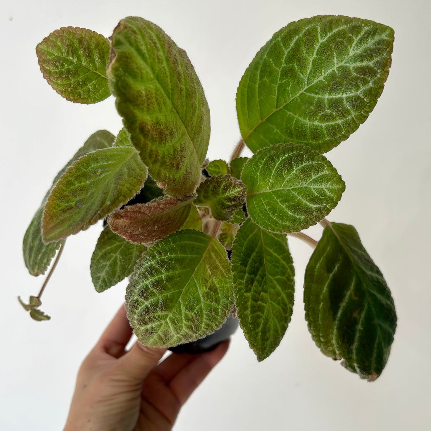 Episcia Green 4”pot