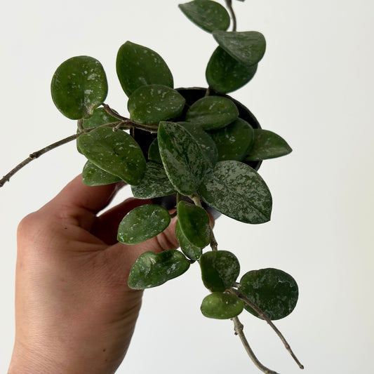 Hoya Mathilde 2.5”pot