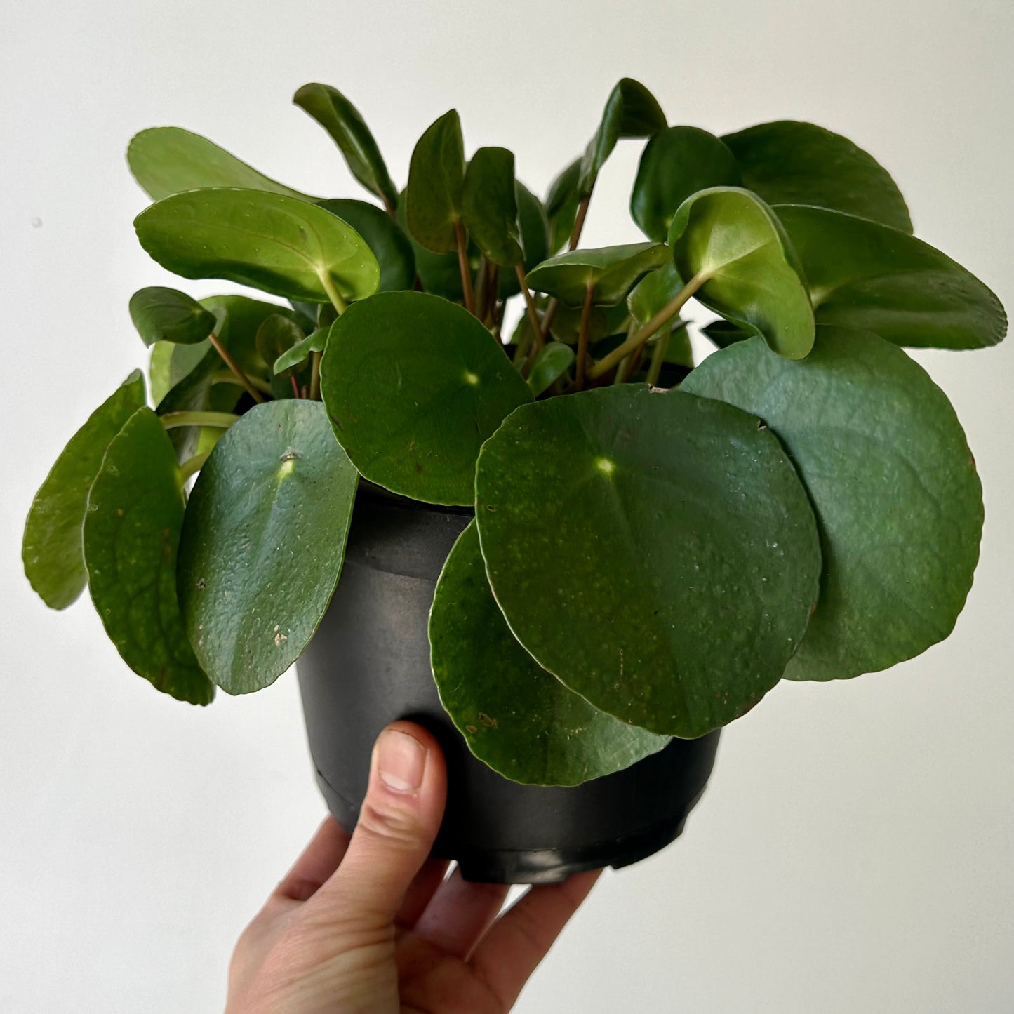 Chinese Money Plant (Pilea Peperomioides) 6”pot