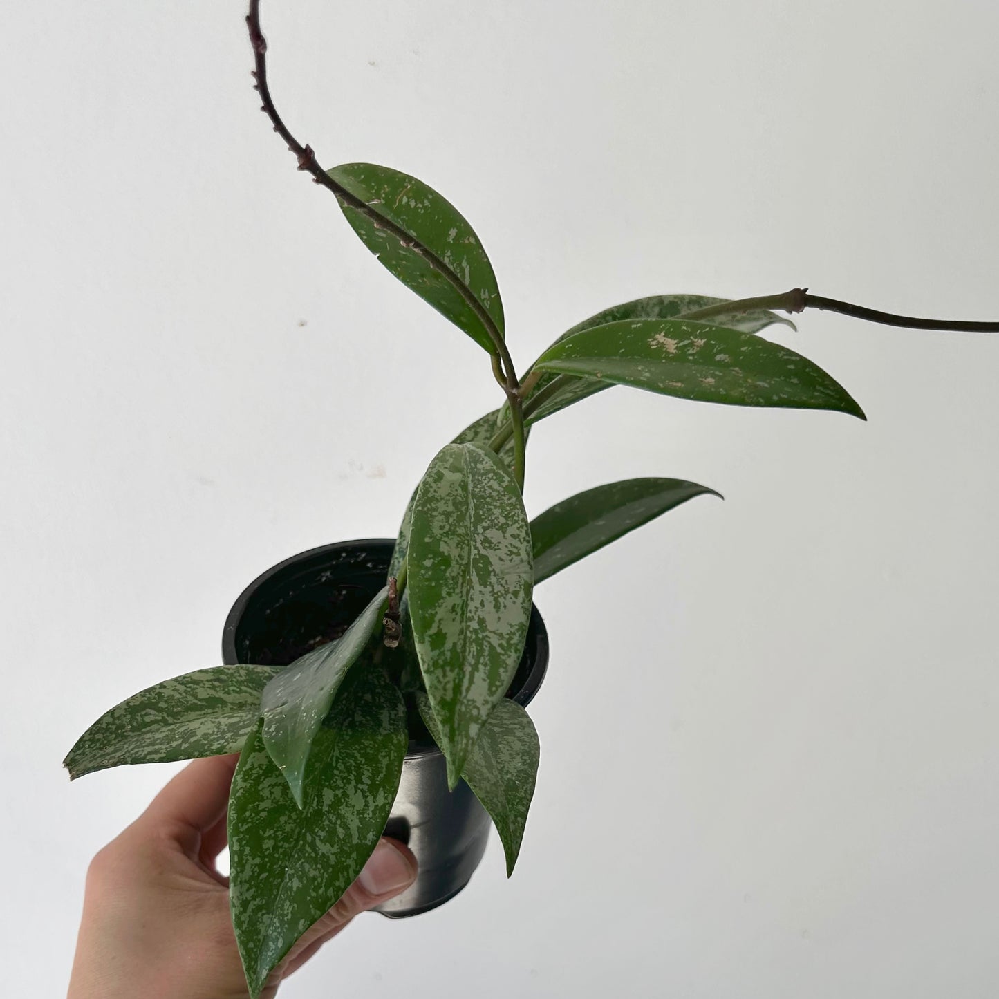 Hoya pubicalyx “Splash” 3.5” pot