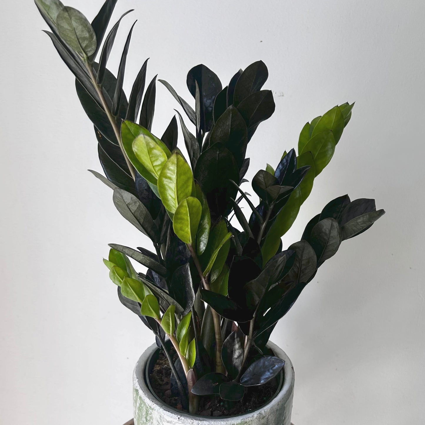 Black ZZ “Raven” (Zamioculcas zamiifolia) approximately 22inches tall in 6" pot