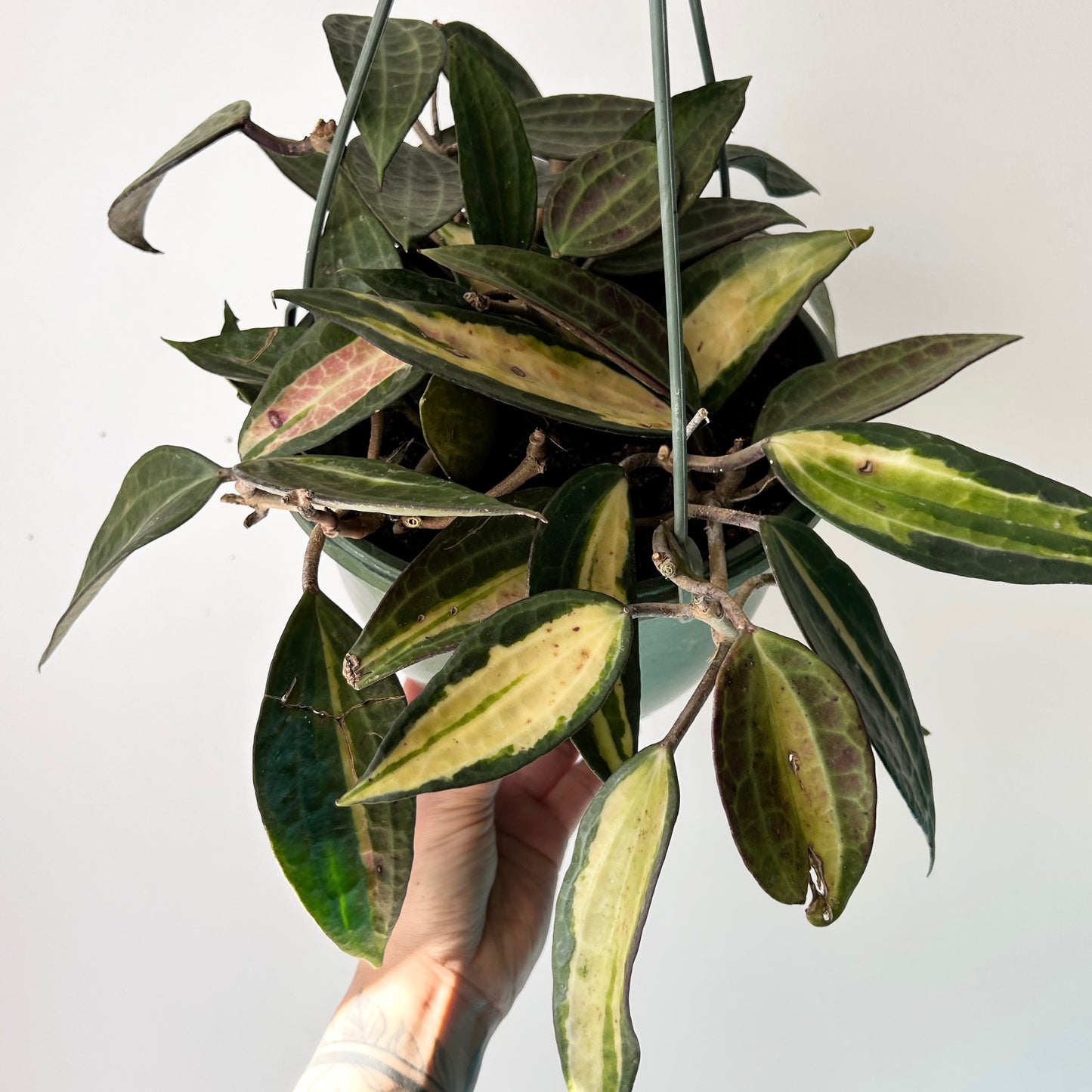 Hoya latifolia “Pot of Gold” 8” hanging basket