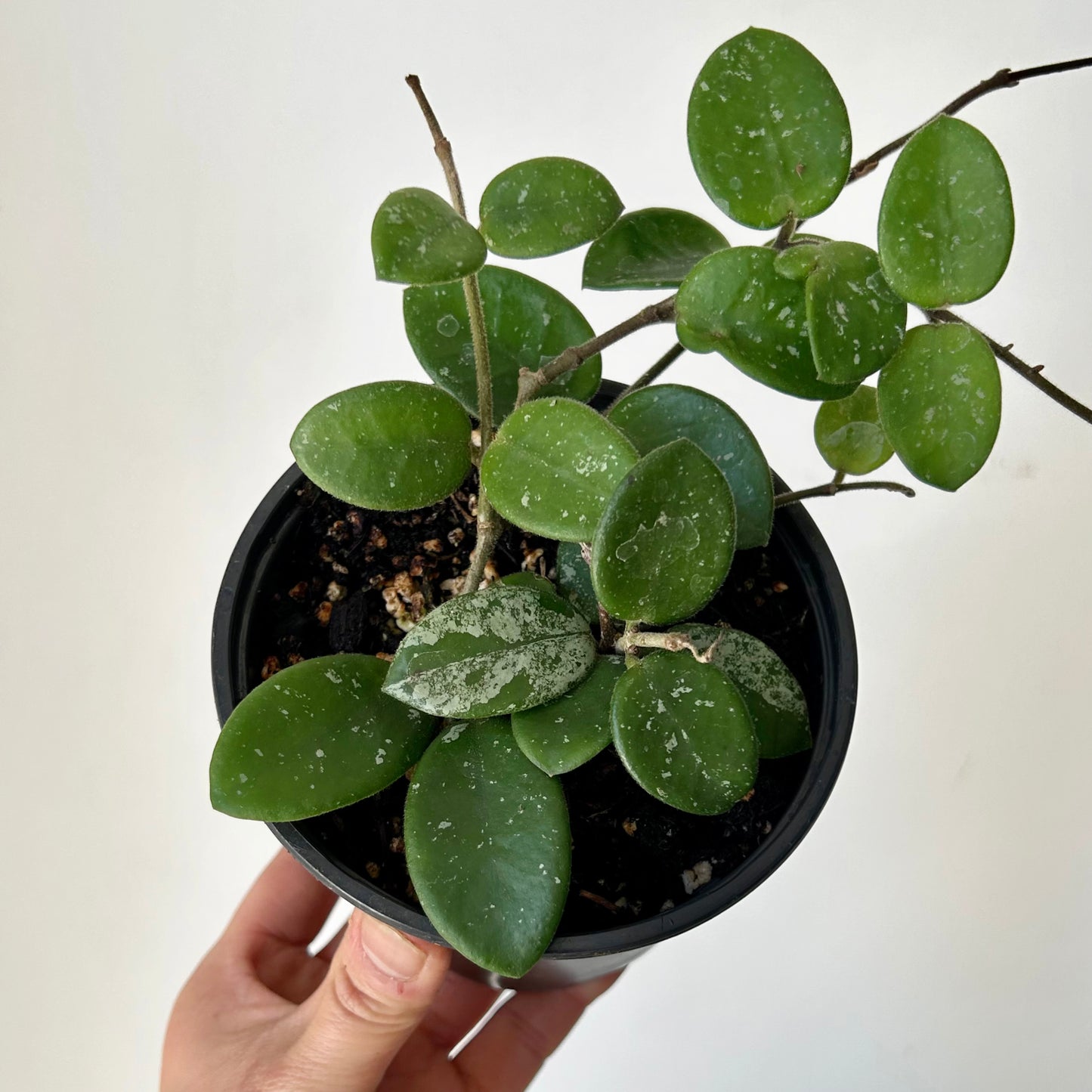 Hoya Mathilde “Splash” 4”pot