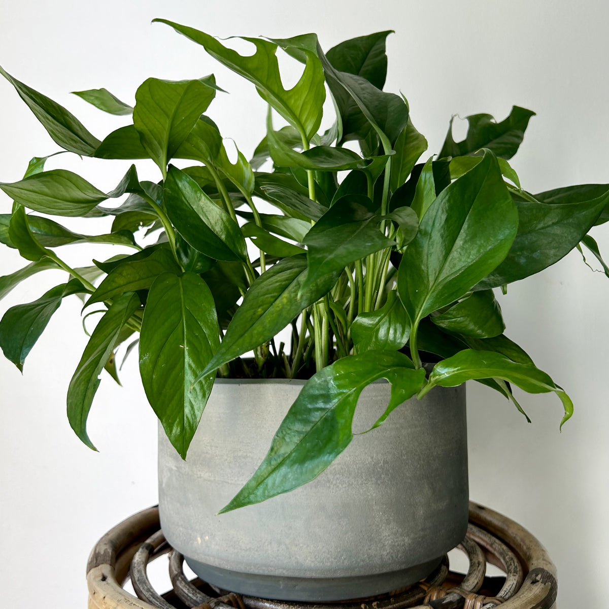 ASHER Modern Concrete Planter GREY (two sizes) House of Plants