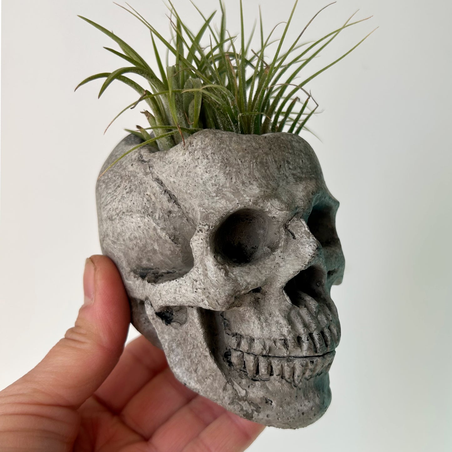 Mini Concrete Skull Planter 2”x3”