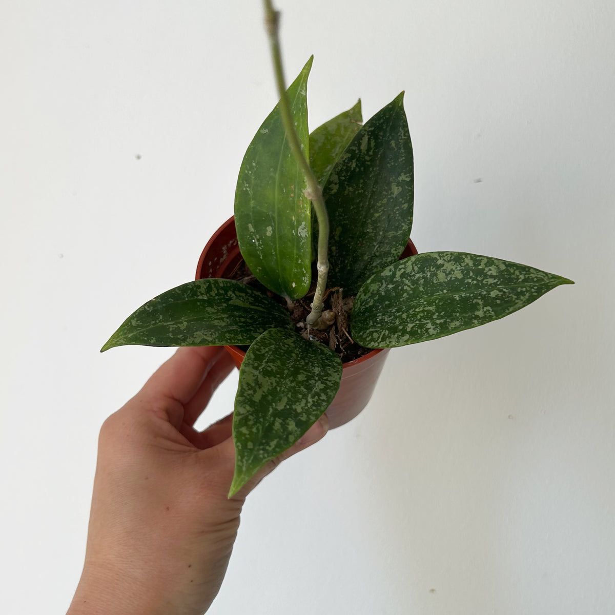Hoya Rangsan splash 3” pot
