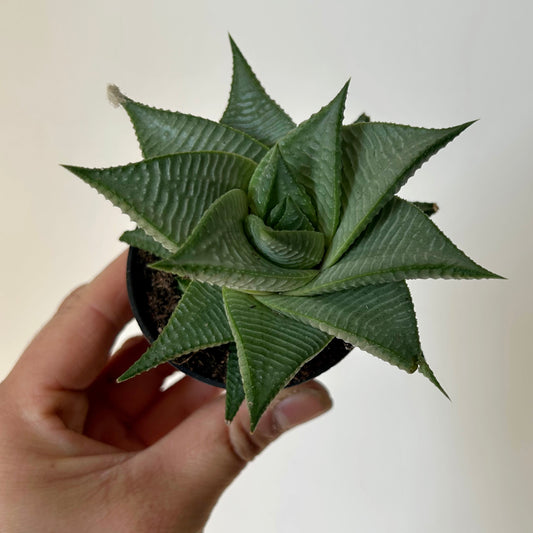 Haworthia limifolia spiralis 2.5” pot