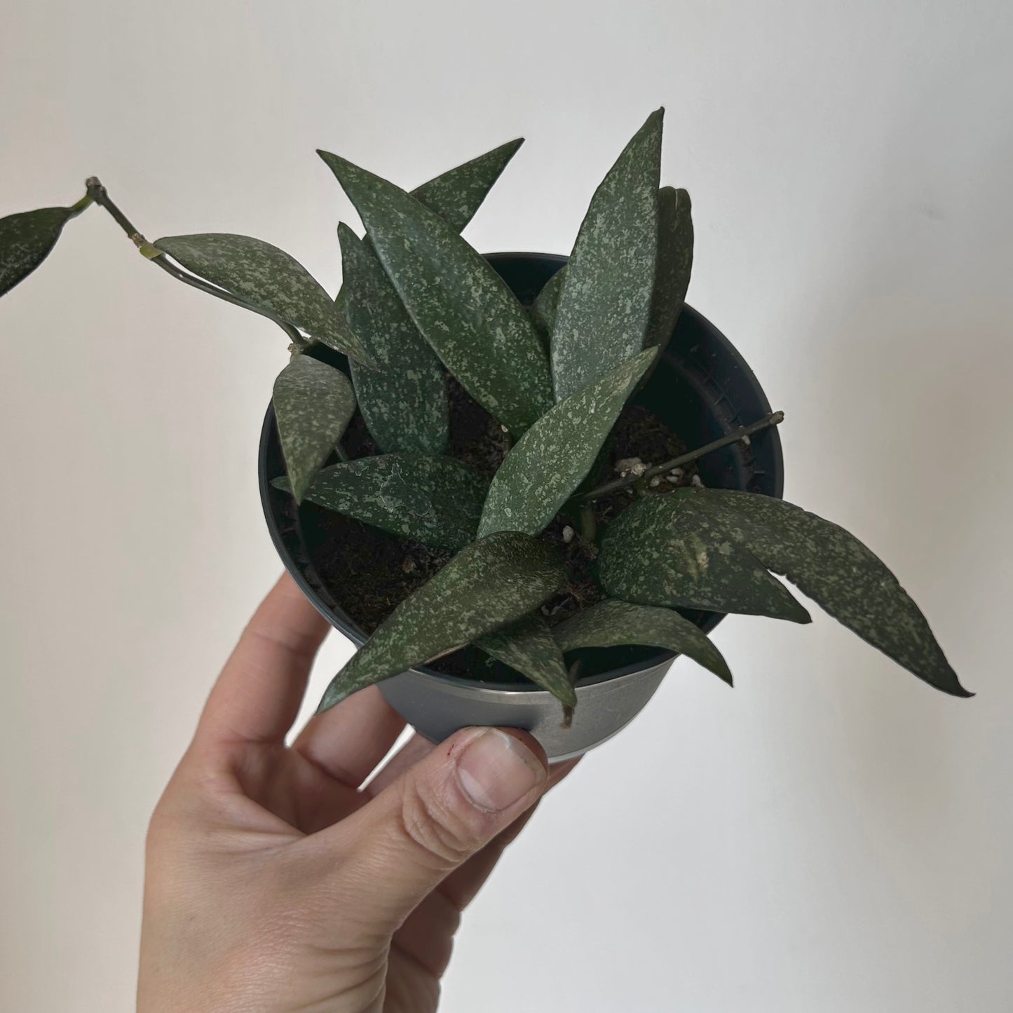 Hoya parviflora 3.5” pot