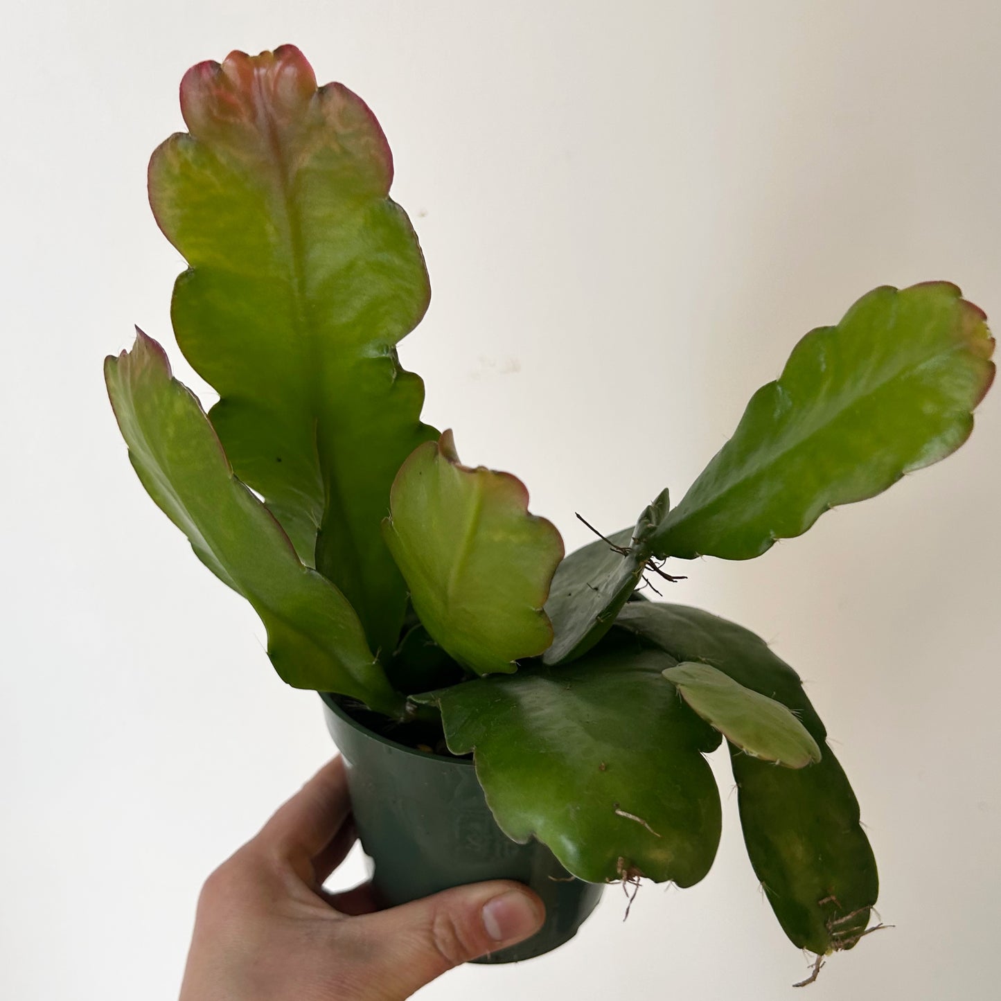 Orchid Cactus (Epiphyllum) 4” pot