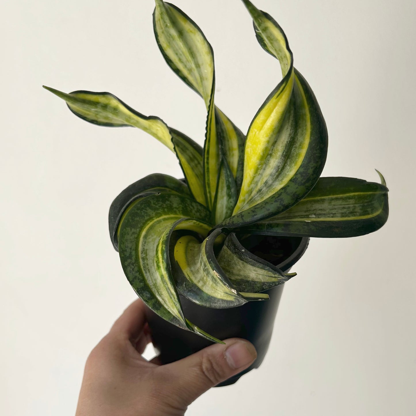 Sansevieria 'Spiral Star' 4”pot