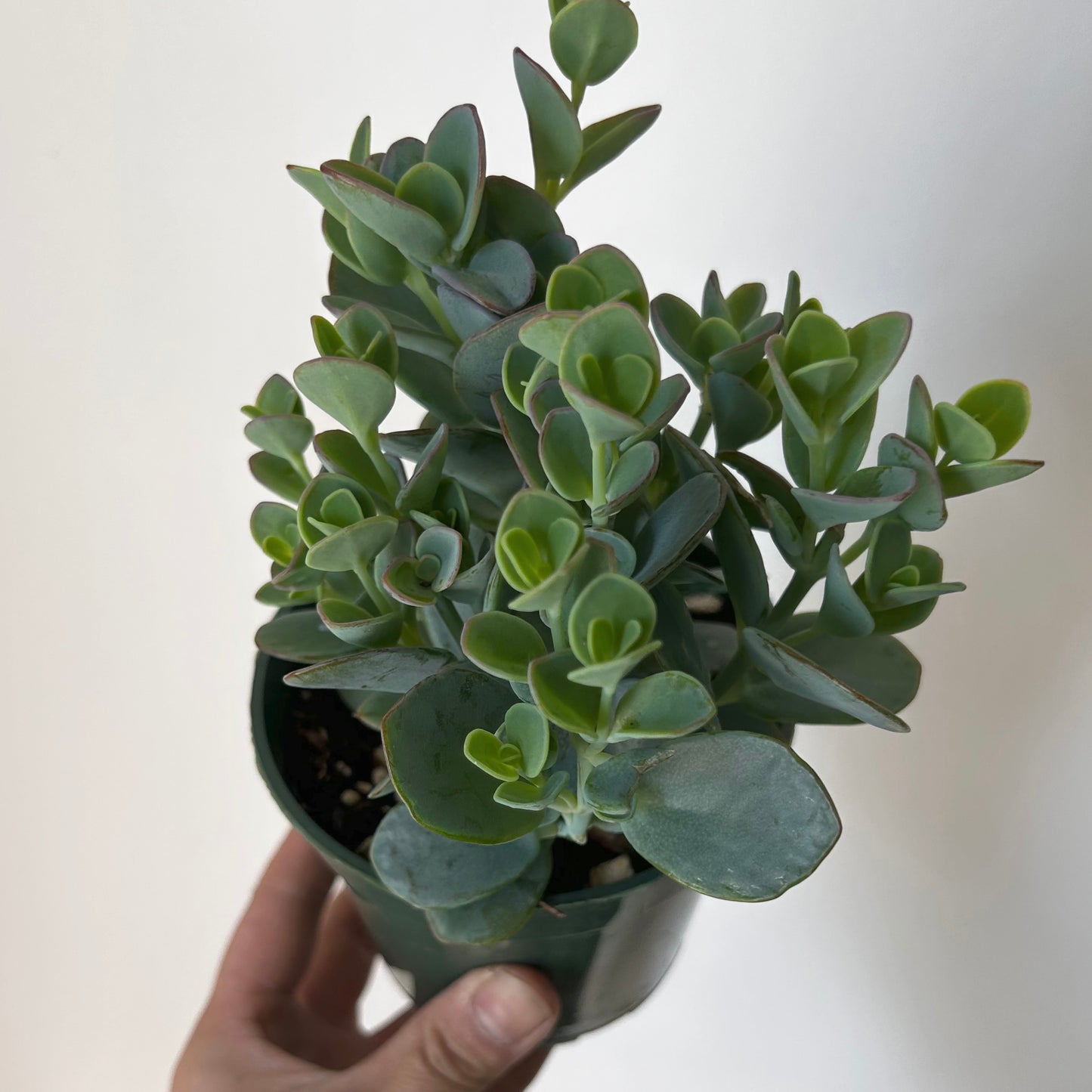 Kalanchoe panamensis 4” pot