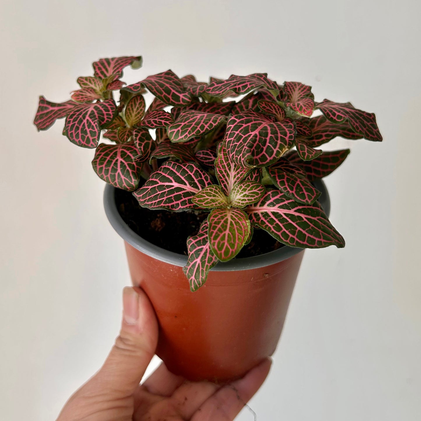 Pink Nerve Plant (Fittonia) 4”pot