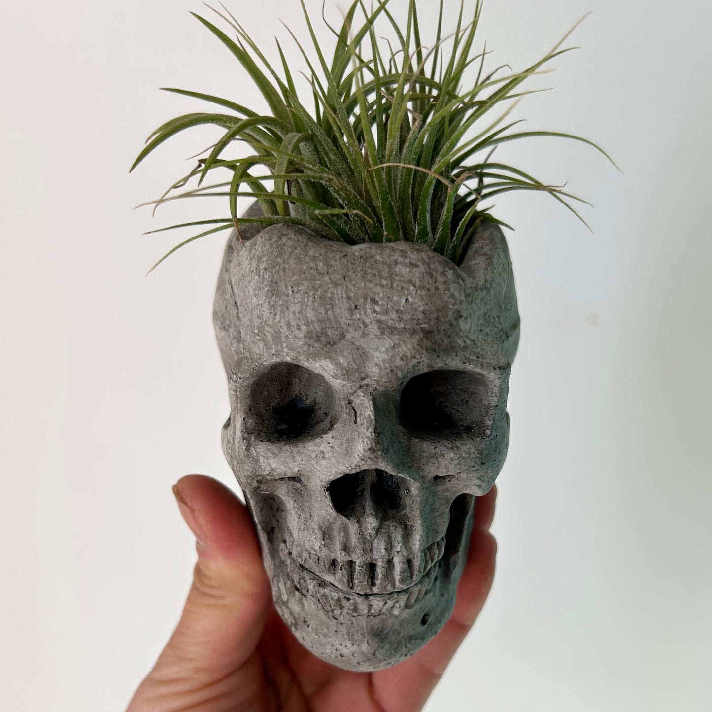 Mini Concrete Skull Planter 2”x3”