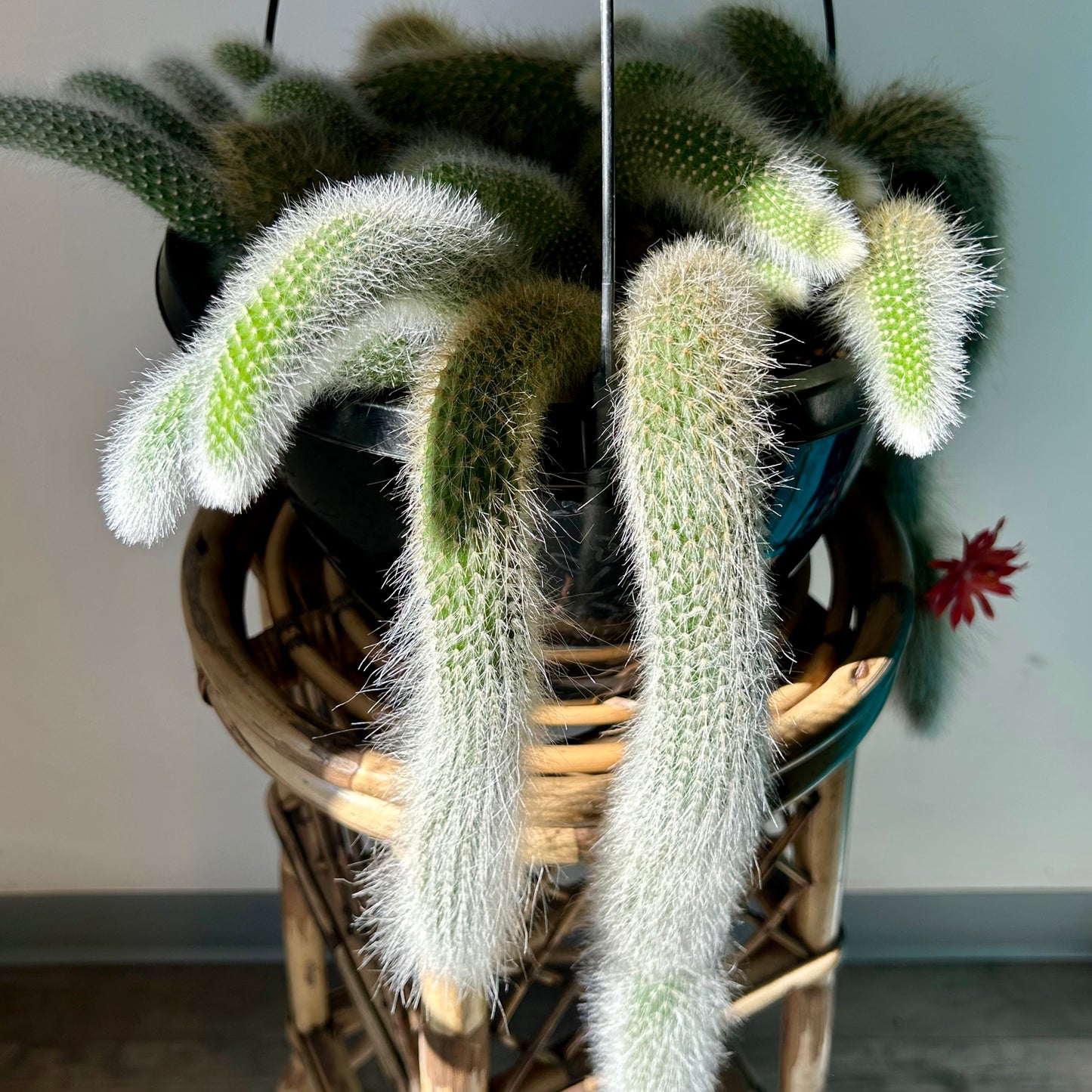 Monkey Tail Cactus (Cleistocactus colademononis) 10”hanging basket