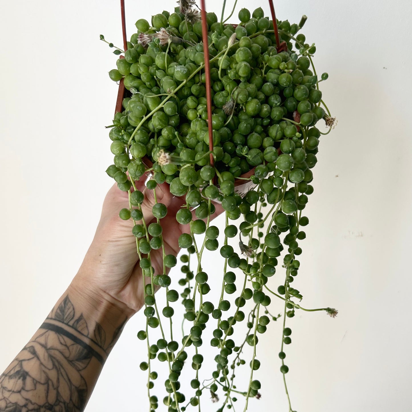 String of Pearls (Senecio Rowleyanus) 4.5 hanging basket