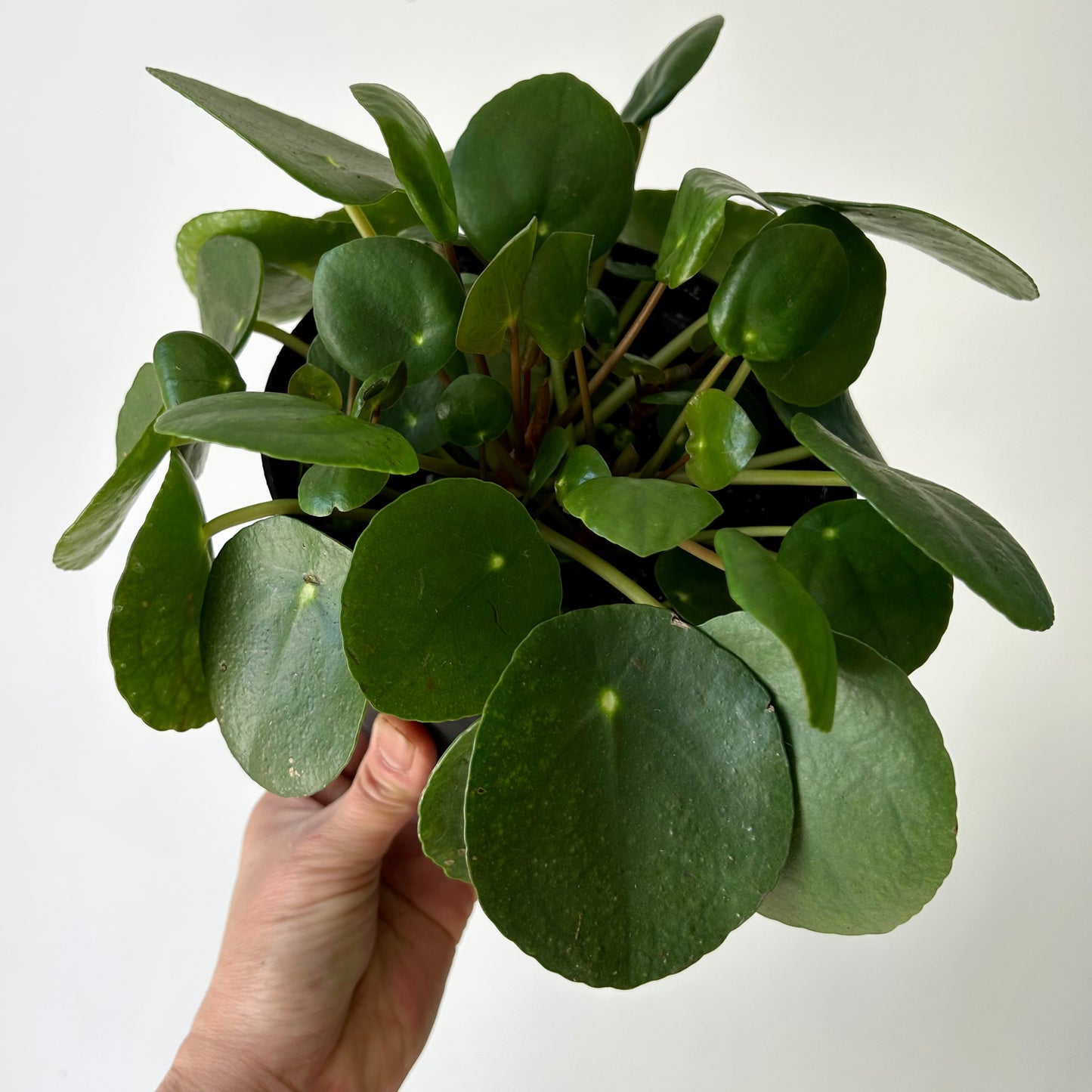 Chinese Money Plant (Pilea Peperomioides) 6”pot