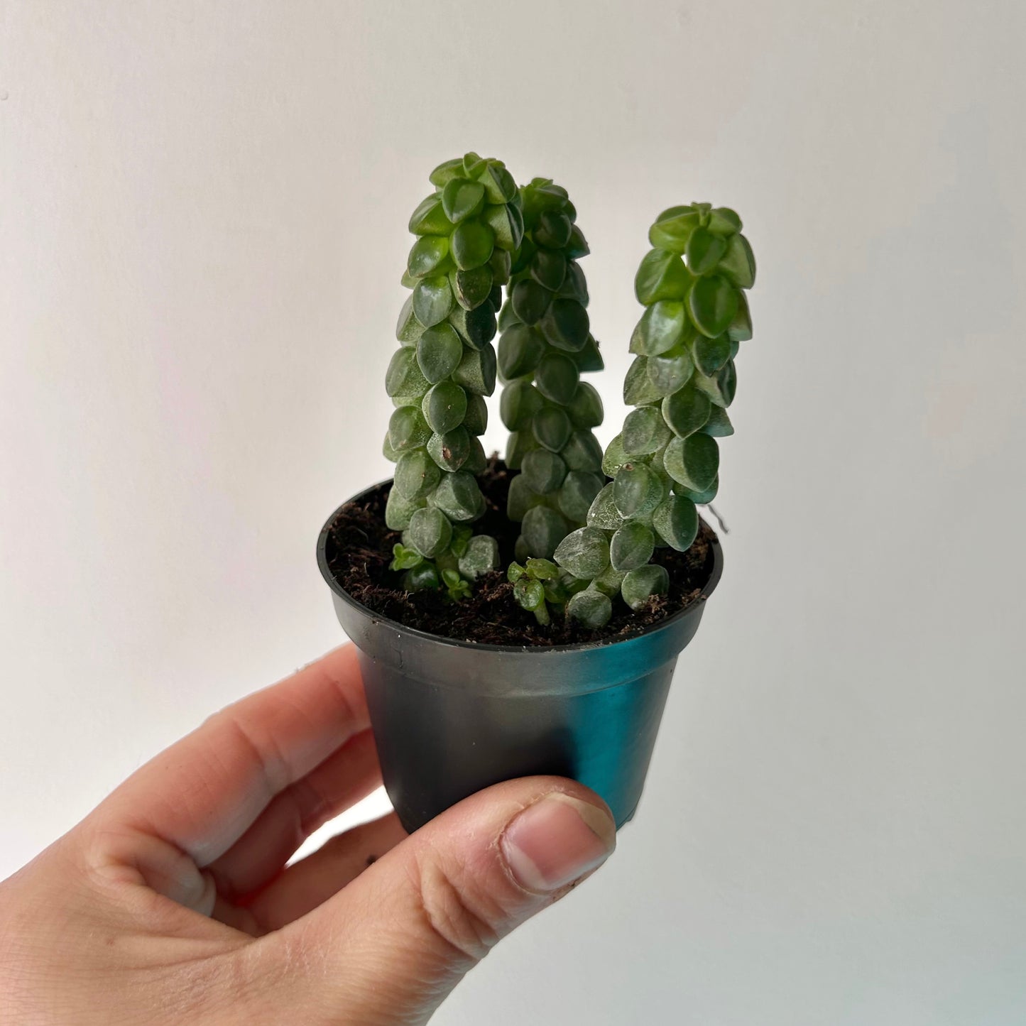 Peperomia columella 2.5" pot