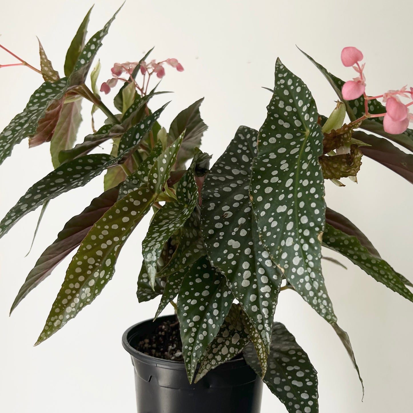 Begonia Maculata “Double Dot” 4.25"pot